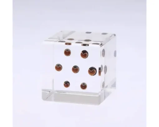 Sola Cube Balloon Plant