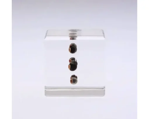Sola Cube Balloon Plant