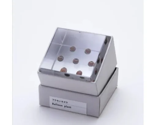 Sola Cube Balloon Plant